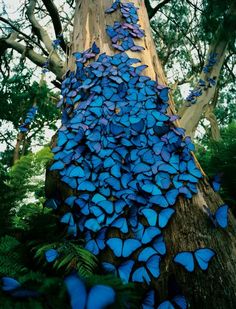 blue butterflies are covering the bark of a tree in an area that is surrounded by trees