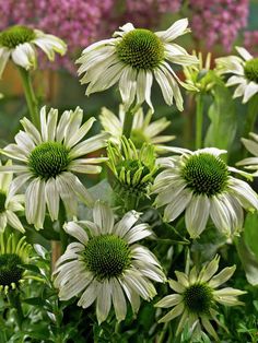 many white flowers with green centers in a garden