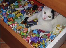 a white cat laying in a drawer full of toys