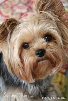 a small brown dog sitting on top of a bed