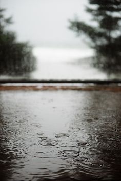 rain drops on the ground and trees in the background