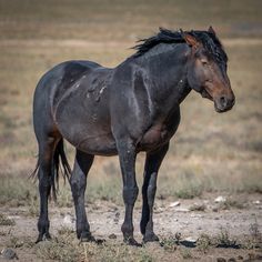 a black horse standing on top of a dry grass field