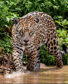 a large leopard walking across a muddy river