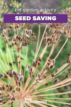 a seed plant with the words kid garden activity seed saving