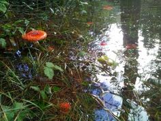 an orange mushroom sitting on the side of a body of water next to green plants