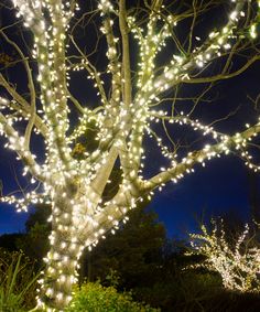 a lighted tree in the middle of a park at night