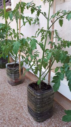 three pots with plants in them sitting on the ground next to a wall and window