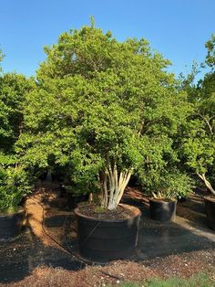 several trees in large black pots on the ground