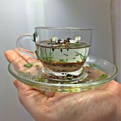 a person holding a glass cup filled with water and plants on top of a saucer