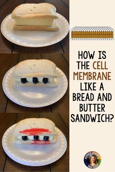 how is the cell membrane like a bread and butter sandwich? with pictures of it