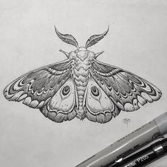 a pencil drawing of a moth on paper