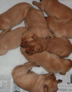 four puppies are laying on top of each other in the middle of a newspaper