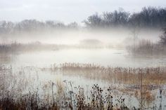 fog is covering the water and reeds in this marshy area with trees on either side