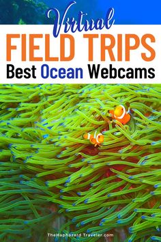 two clown fish swimming in the ocean with text overlay that reads virtual field trips best ocean webcams