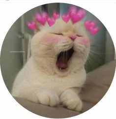 a white cat with pink hearts on it's head yawns while laying down