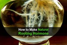 a glass ball with roots in it and the words how to make natural rooting homemade