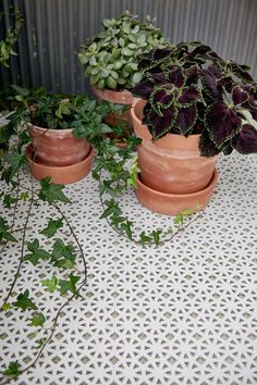 three potted plants sitting on top of a white table