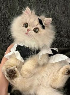 a fluffy white cat in a dress sitting on someone's lap and holding it