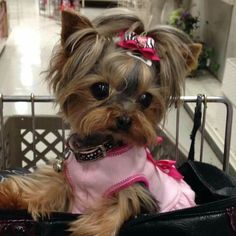 a small dog is sitting in a shopping cart wearing a pink shirt and bow tie