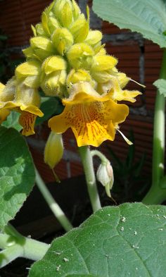 a close up of a yellow flower on a plant with green leaves in the background