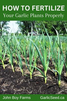 how to fertilize your garlic plants properly by john boy farms, garlic seed company