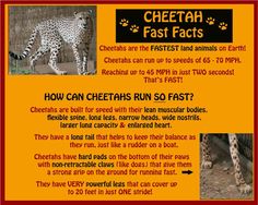 an advertisement for cheetah fast fact with pictures of cheetahs and other animals