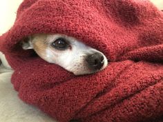 a small dog wrapped in a blanket on top of a couch with his head sticking out