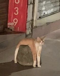 a cat standing next to a large rock on the sidewalk in front of a store