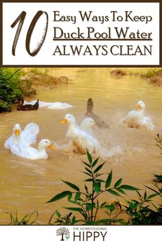 ducks are swimming in the water with text overlay saying 10 easy ways to keep duck pool water always clean