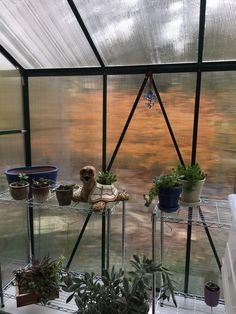 several potted plants in a greenhouse with glass walls and metal shelves on each side