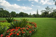 a lush green field with red flowers in the center and trees on the other side