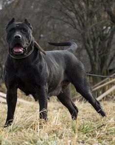 a large black dog standing on top of a dry grass covered field with trees in the background