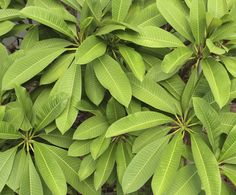 green leaves are growing on the side of a tree