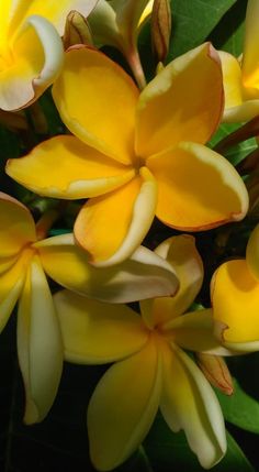 yellow flowers with green leaves in the background