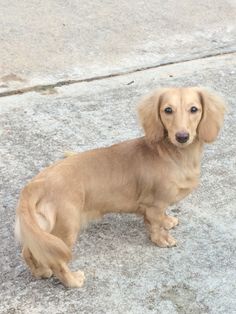 a small brown dog standing on top of a sidewalk