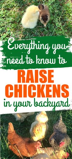 chickens in the grass with text overlay saying everything you need to know to raise chickens in your backyard