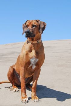 a large brown dog sitting on top of a sandy beach next to a blue sky