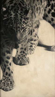 a black and white drawing of a leopard walking on the ground with it's paw in its mouth