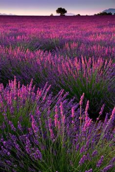 lavender field with trees in the background