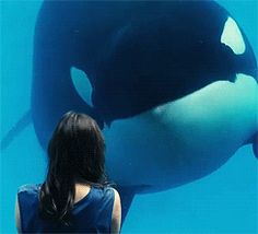 a woman looking at an orca whale in the water