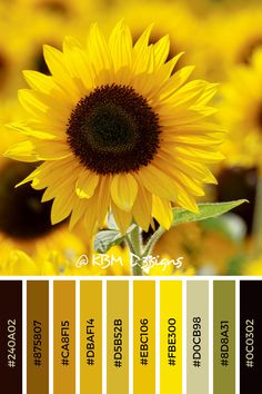 a sunflower is shown in the middle of color swatches for this image, it appears to be yellow or brown