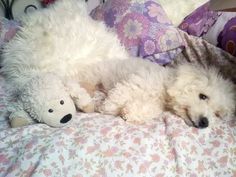 a white dog laying on top of a bed next to a stuffed animal