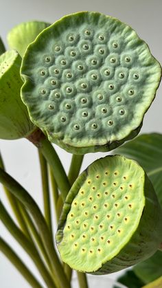 a large green leafy plant with lots of dots on it's petals and leaves