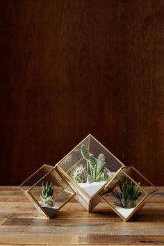 three glass boxes with plants in them on a wooden table