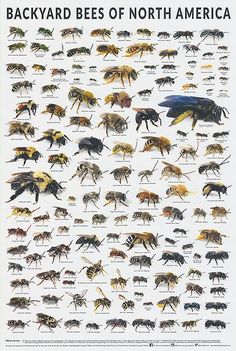 an insect poster with many different types of bees in each area and the words backyard bees of north america on it