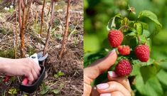 How To Prune Raspberries For A Bumper Harvest Year After Year Raspberry Pruning, Nantucket Garden, Vege Patch, Growing Fruit Trees