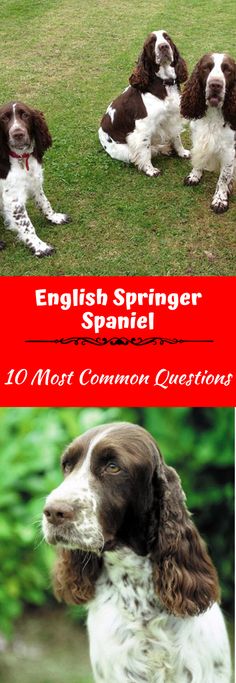 english springer spaniel puppies sitting in the grass