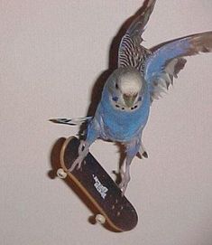 a blue parakeet perched on top of a skateboard with its wings spread