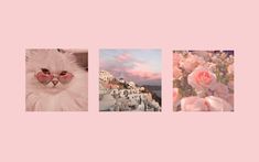 three different pictures with pink flowers and a cat wearing sunglasses in front of the camera