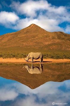 a rhino standing on top of a lake next to a tall mountain with clouds in the sky